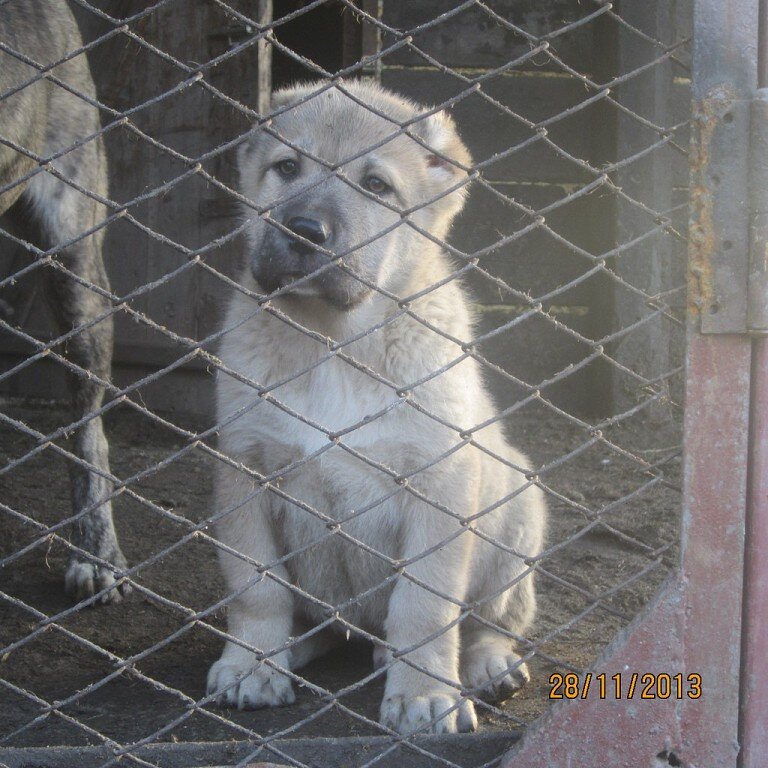 Щенок от КВ Джины и Пирата