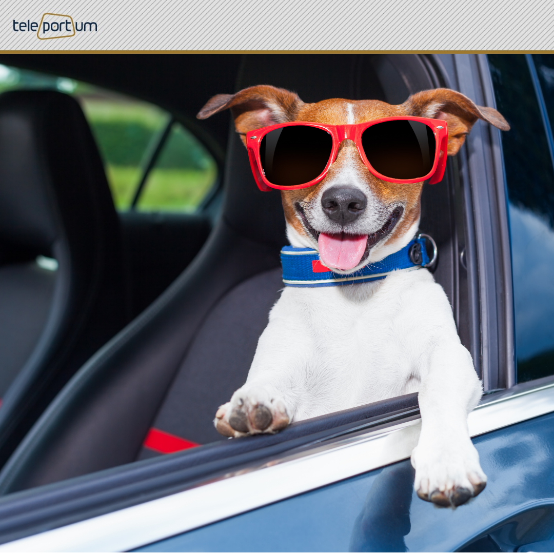 Картинка из интернета. Сделано с помощью Canva. логотип teleportum taxi