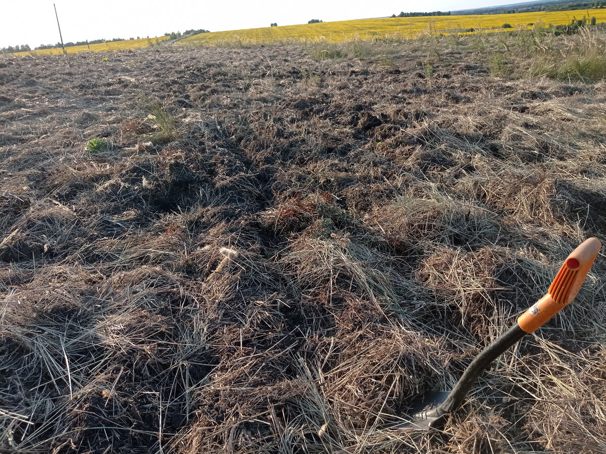 Под слоем травы землю не видно... 