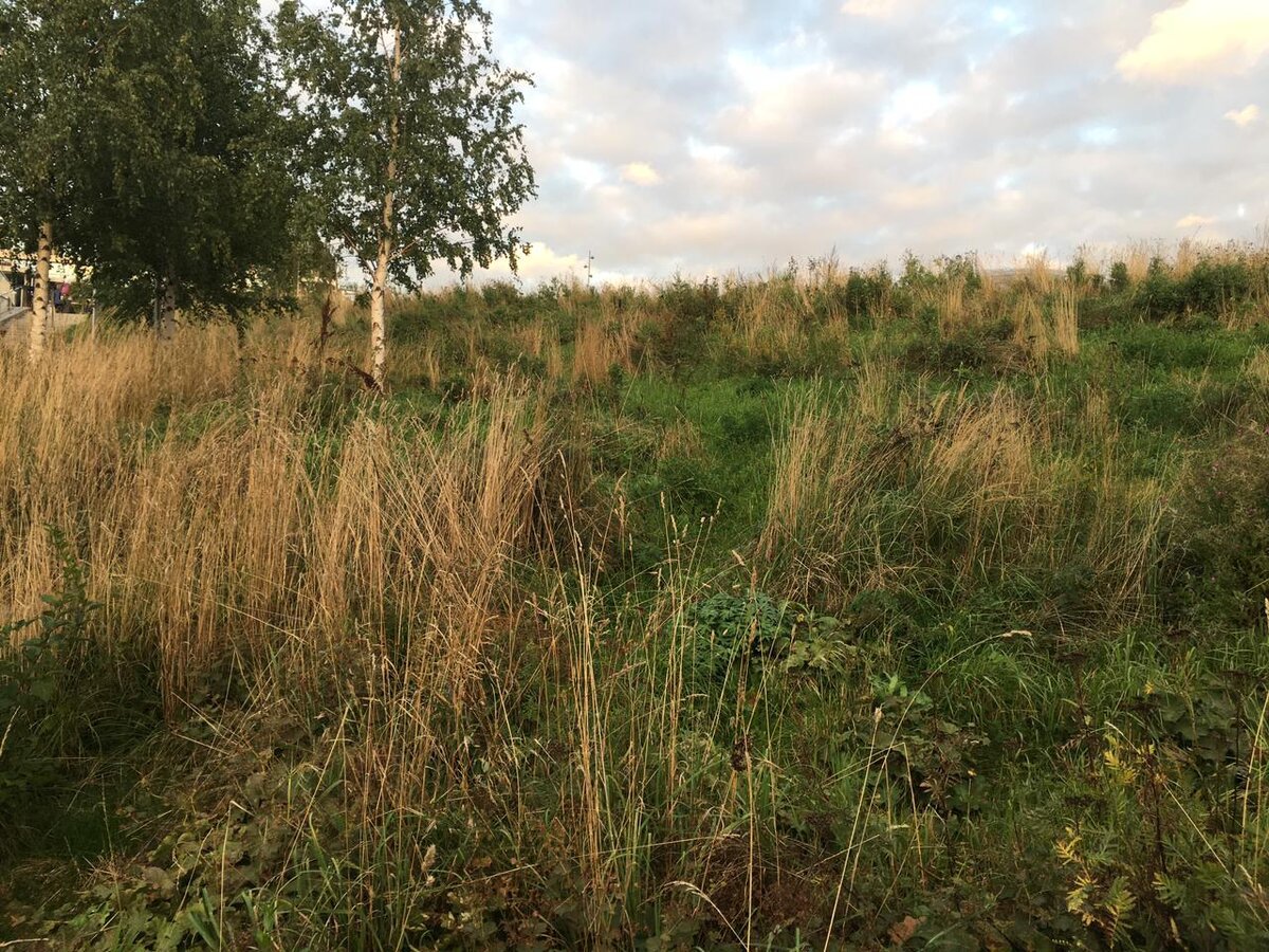 Вы не за городом. Это парк Зарядье. Большая его часть перед амфитеатром выглядит именно так.