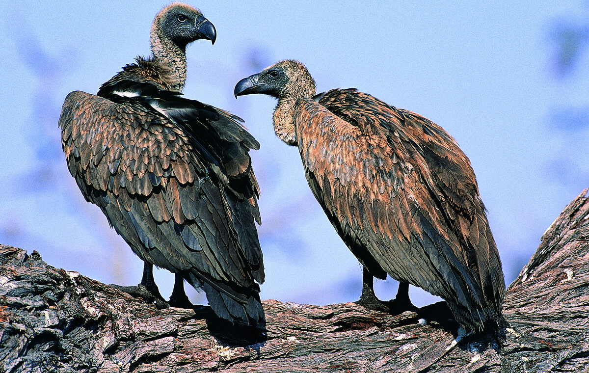 Когда друг похлопал по плечу и делает вида (типа, не он):