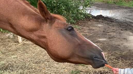 Жрешь как лошадь мужское. Лошадь ест морковку. Что едят лошади. Лошадь ест с руки. Лошадь ест морковь.
