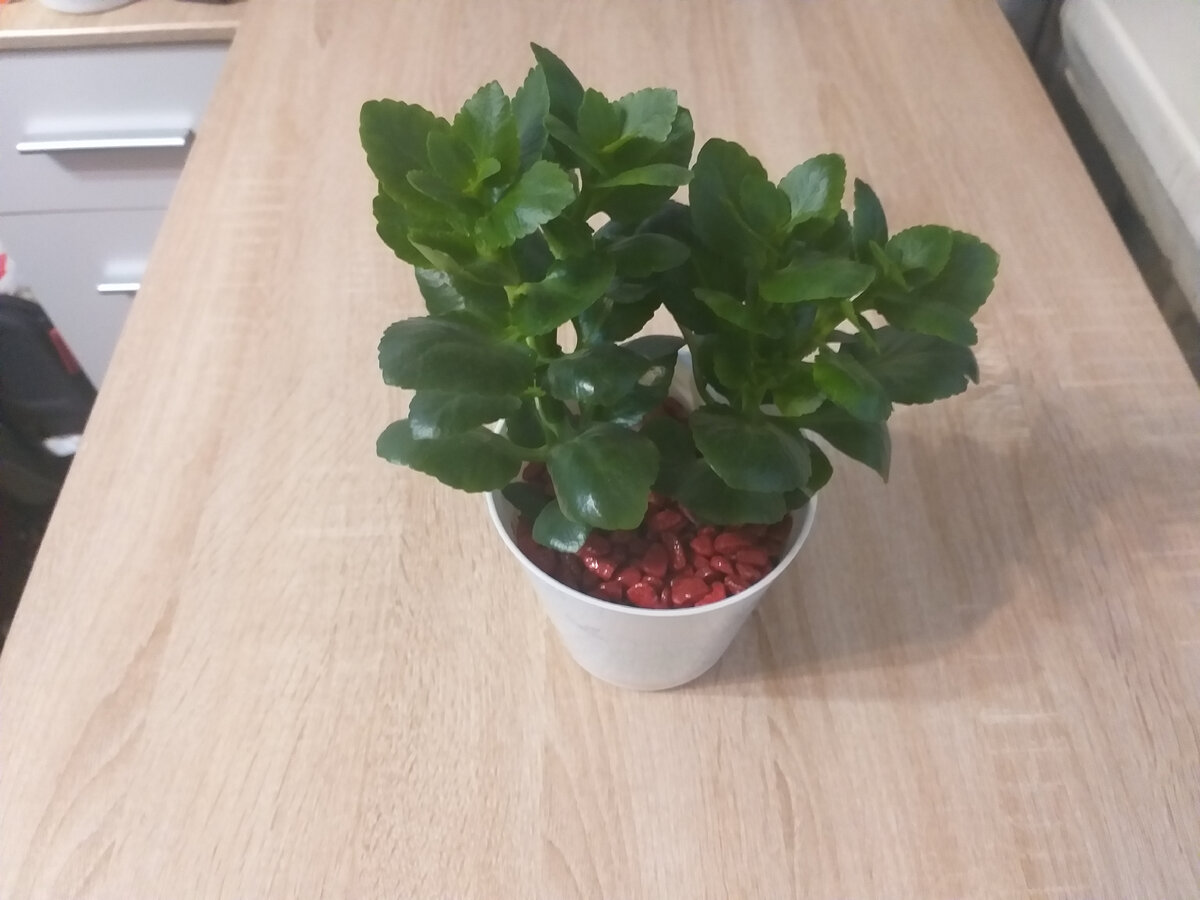 Здесь три растения