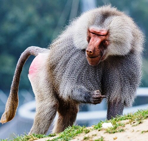 Павиан в природе: красные зад и собачья морда, белая грива