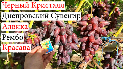 Новинки Винограда – Черный Кристалл, Днепровский Сувенир, Алвика, Рембо, Красава