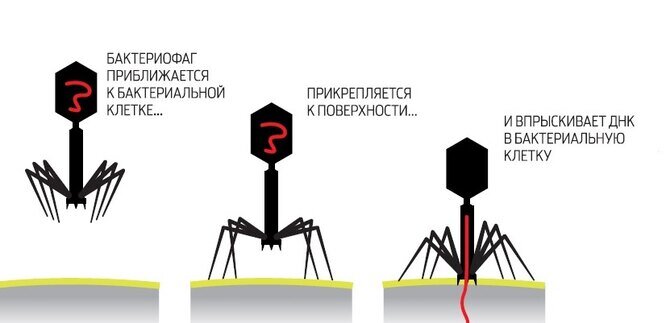 Вот такая есть на сайте «Популярной механики» наглядная картинка бактериофага и его действия