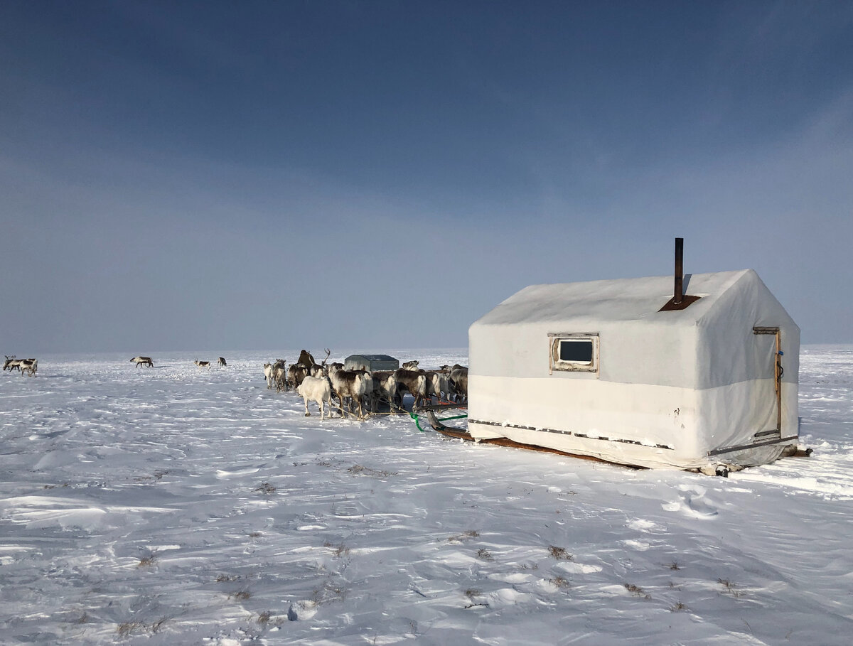 Оленеводы Анабарского района