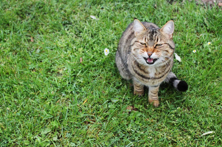 Описание распространенных кошачьих звуков и их расшифровка | КотоВедение |  Дзен