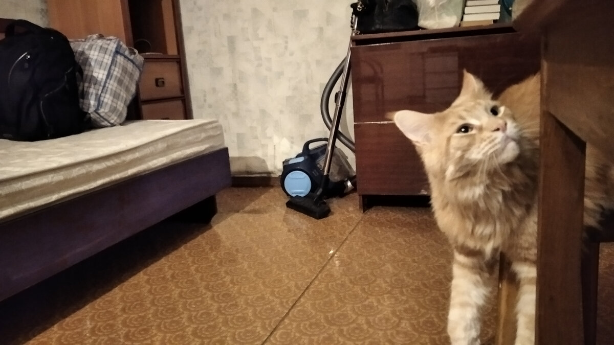 Кот Боська - помощник :)