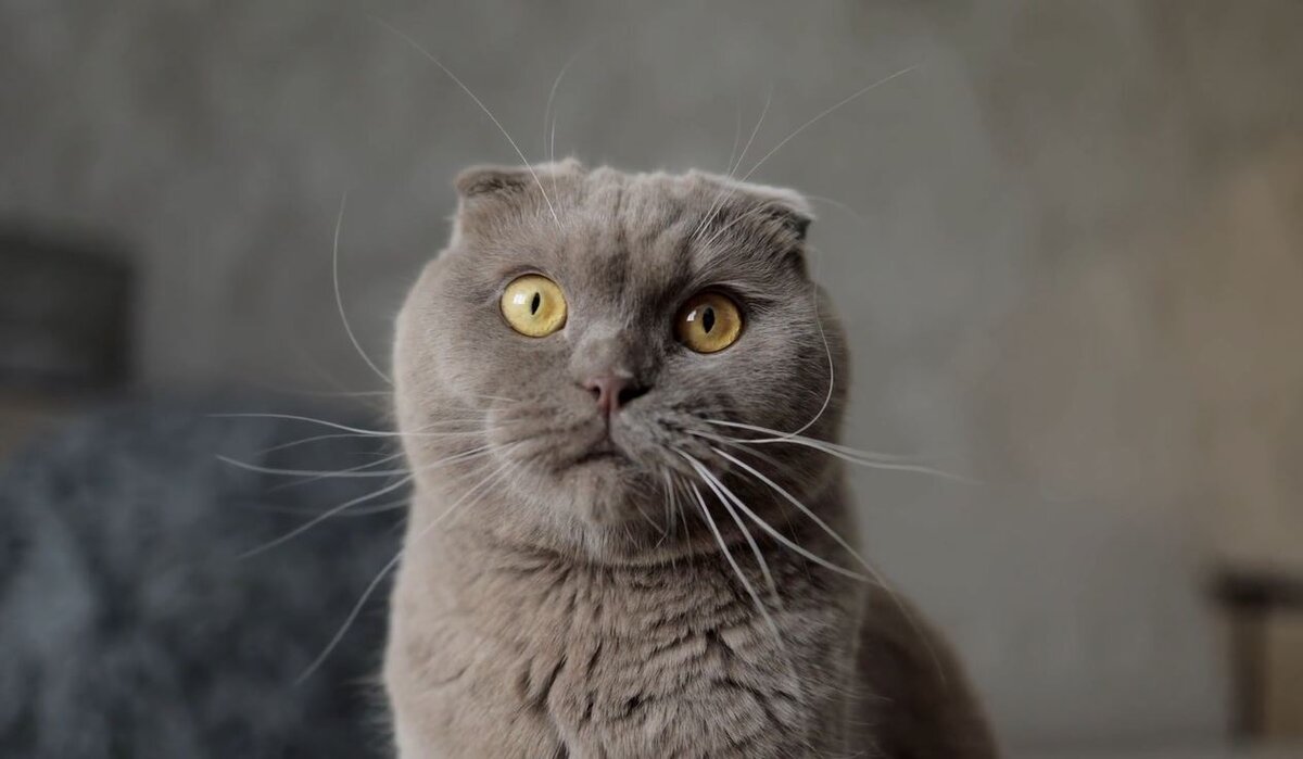 Когда осознал, что ты вовсе не толстый, и зря сидел на диете