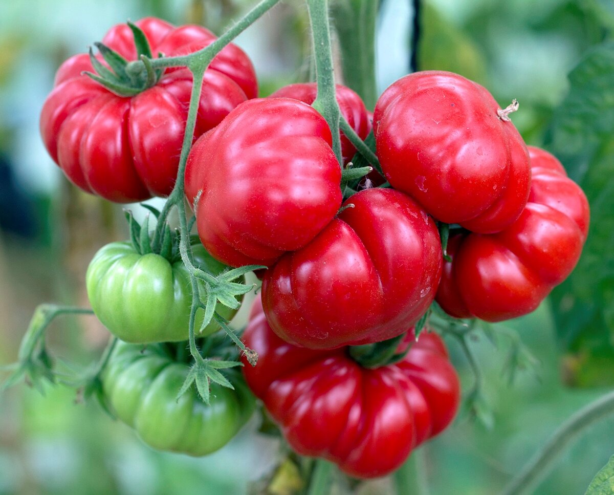 "Касталупа Дзеневьеза." своеобразный томат