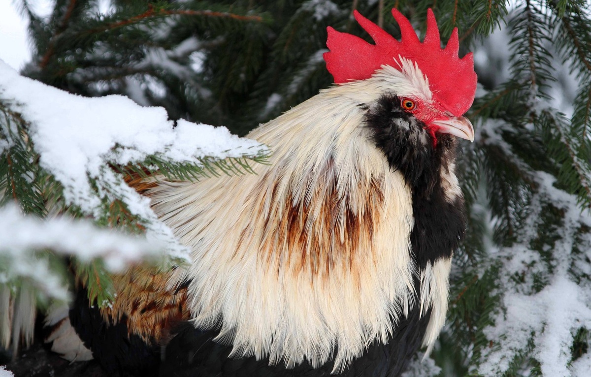 С древних времён 15 января отмечают Сильвестров день.  В народе ещё называют Куриный праздник, так как считают Сильвестра покровителем домашней птицы.