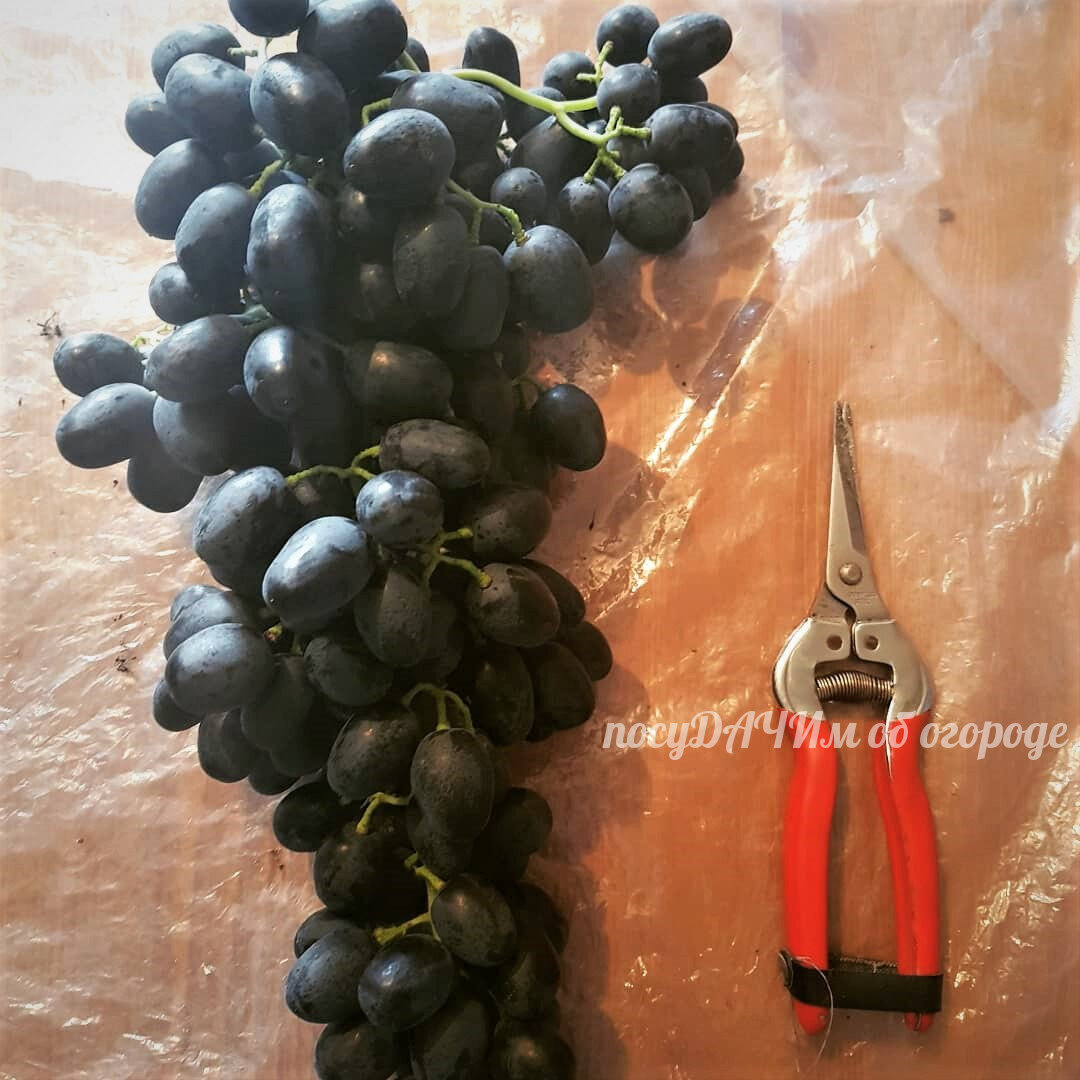 4 сорта винограда без косточек, которые от чистого сердца советую квыращиванию