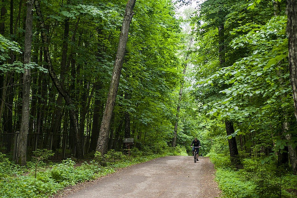 Примерно такой лес