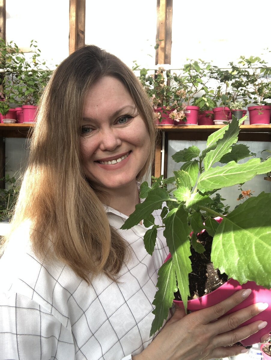 Вряд ли влюбитесь в пачули с первого взгляда. Уж очень неказистый этот кустик