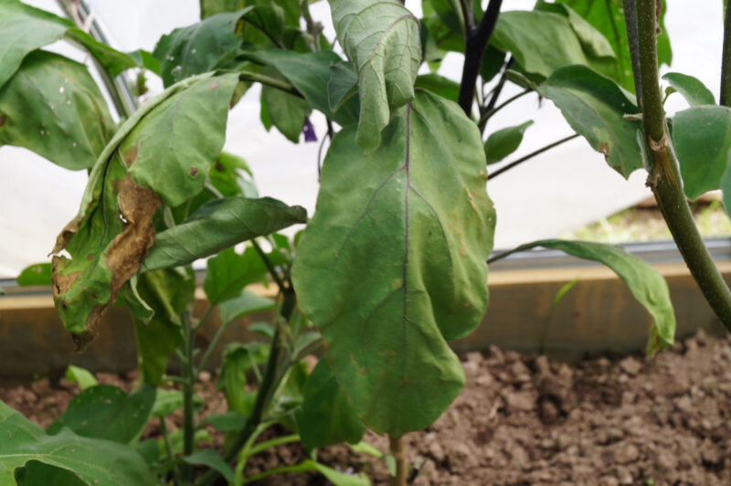 Увядание листьев баклажанов
