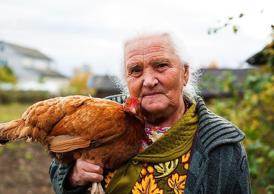 У старушки есть 7. Бабушка с курицей. Деревенские жители. Бабушка с курами. Старушка с курицей.
