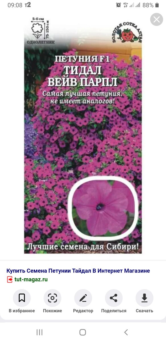 петуния ампельная tidal wave purple. профессиональные семена петуний тайдал. тайдал вайт петунии семена. семена петунии тайдал вейв. петуния тайдал черри.