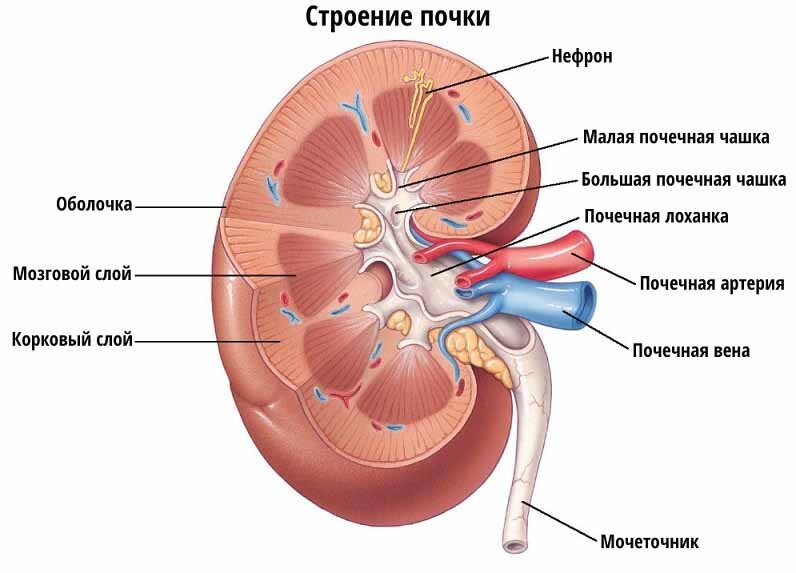 Банальное строение