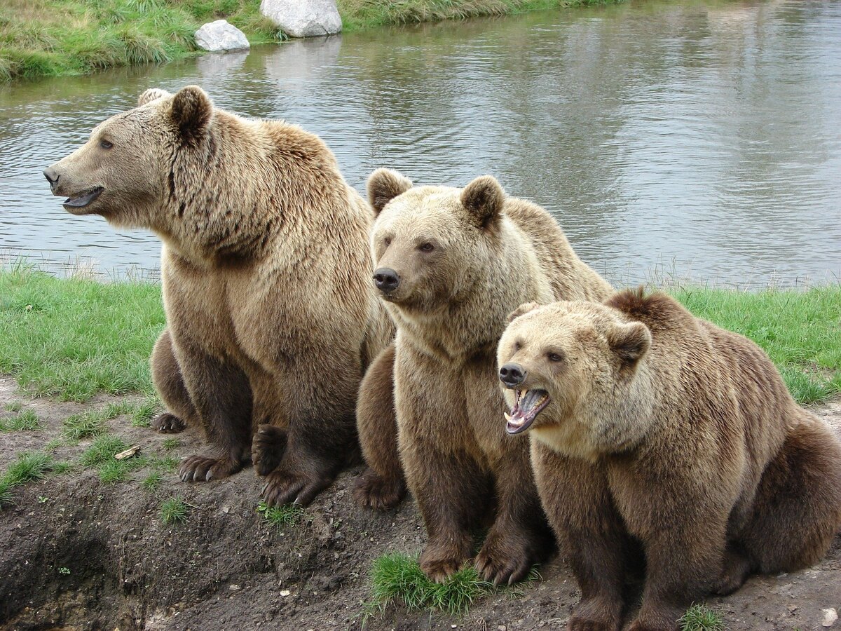 День медведя. Животные весной с названием. Что делают звери весной. Что делают звери летом. Фотографии 3 медведей