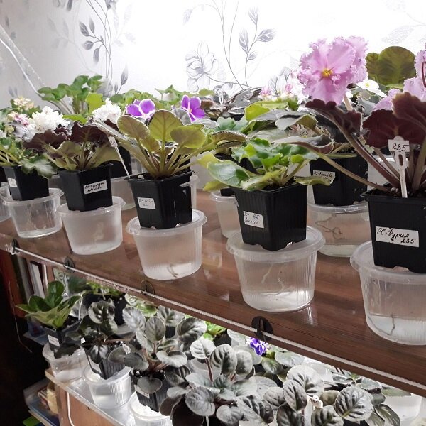 Фитильный полив.