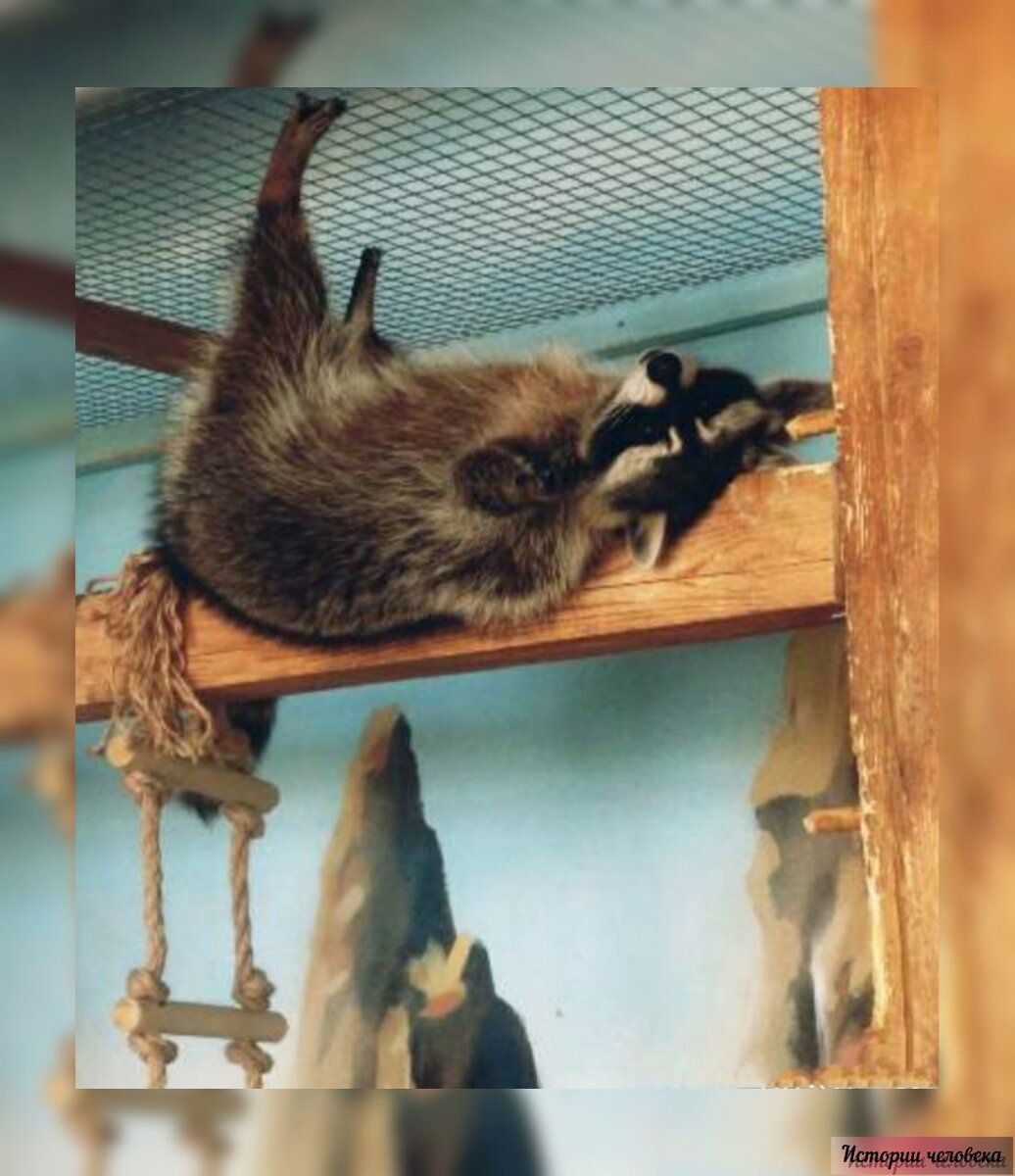 Другие жители зоопарка (енот Лея)