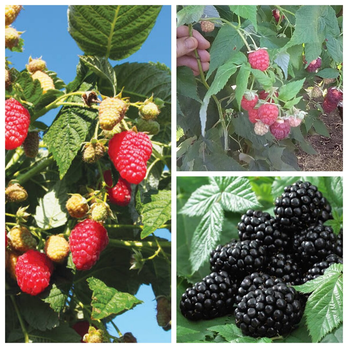 Урожайные кусты малины. 