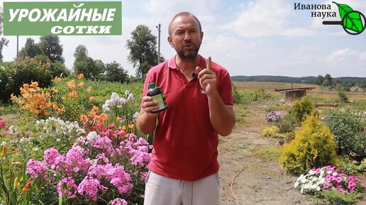 ДЕШЕВОЕ СУПЕР-СРЕДСТВО от мучнистой росы и клещей! Безопасный способ ...