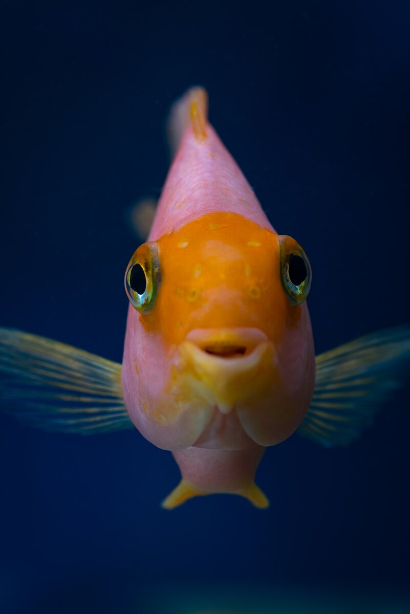 Photo by Алексей Маркин on Unsplash 