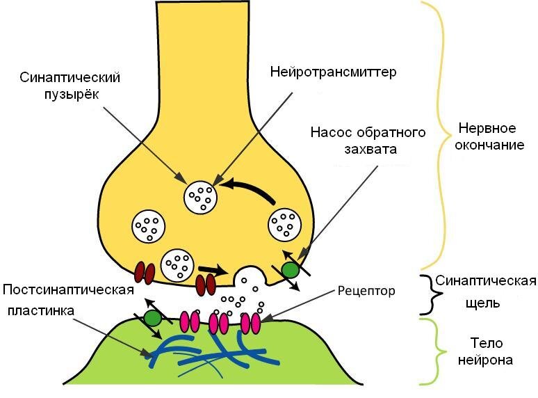[https://ru.wikipedia.org/wiki/Химический_синапс]