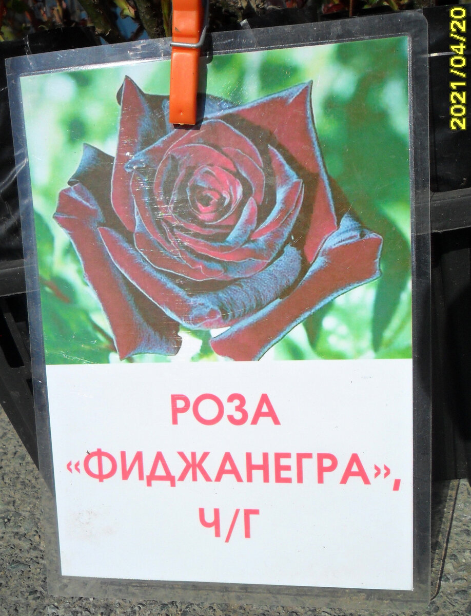 "Фиджанегра"