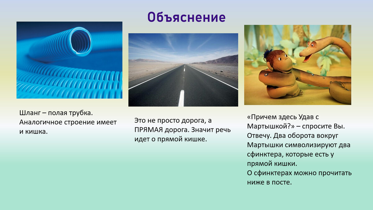 Ответ на прошлую загадку | Анатомия на отлично. Андрей Стрелков | Дзен