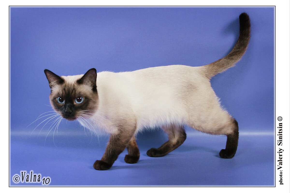 Чемпион мира Тальсун Тайская Легенда