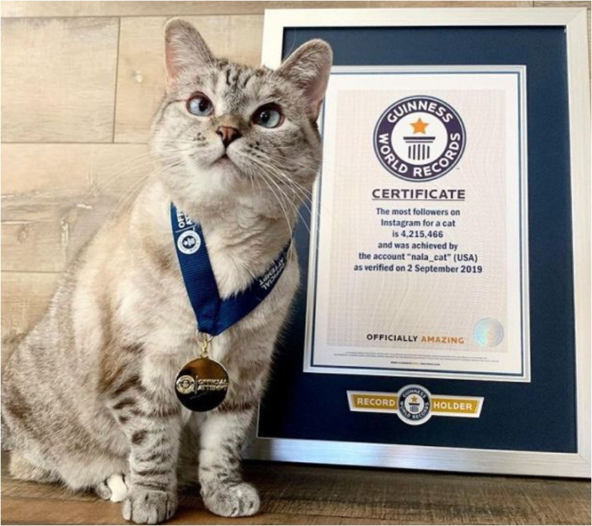 Источник: https://www.instagram.com/nala_cat/*