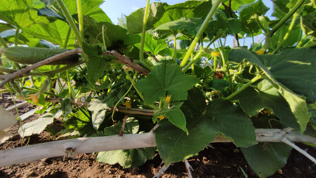 Выращивание огурцов.