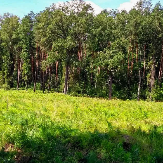 Тот ужасный лес!