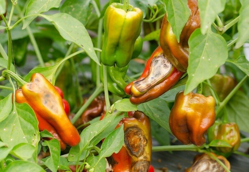 Причины гниения перца. Фото используется с сайта 6sotok-dom.com