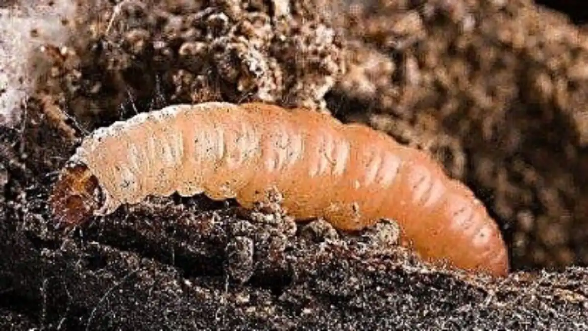 Фото: nowinthegarden.com