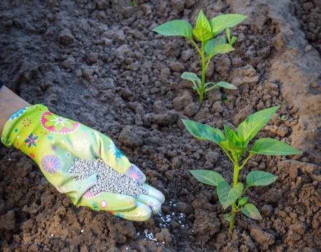 Удобрения вносить понемножку