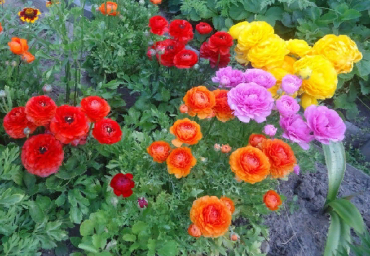 Ранункулюс напоминает пионы или розы по внешнему виду (источник фото: flowergarden.pro)