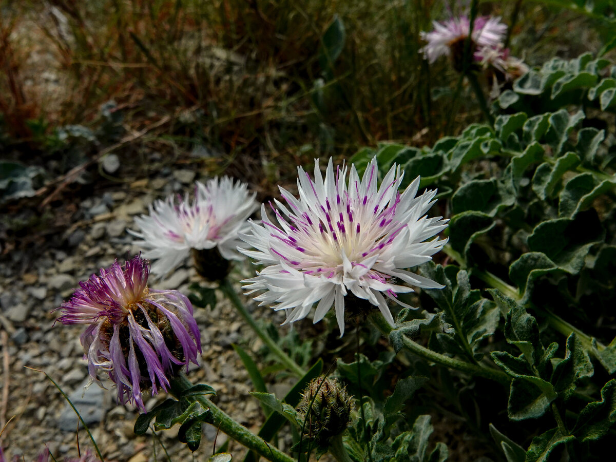 Псефеллюс наклоненный, или Василек наклоненный (Centaurea declinata)
