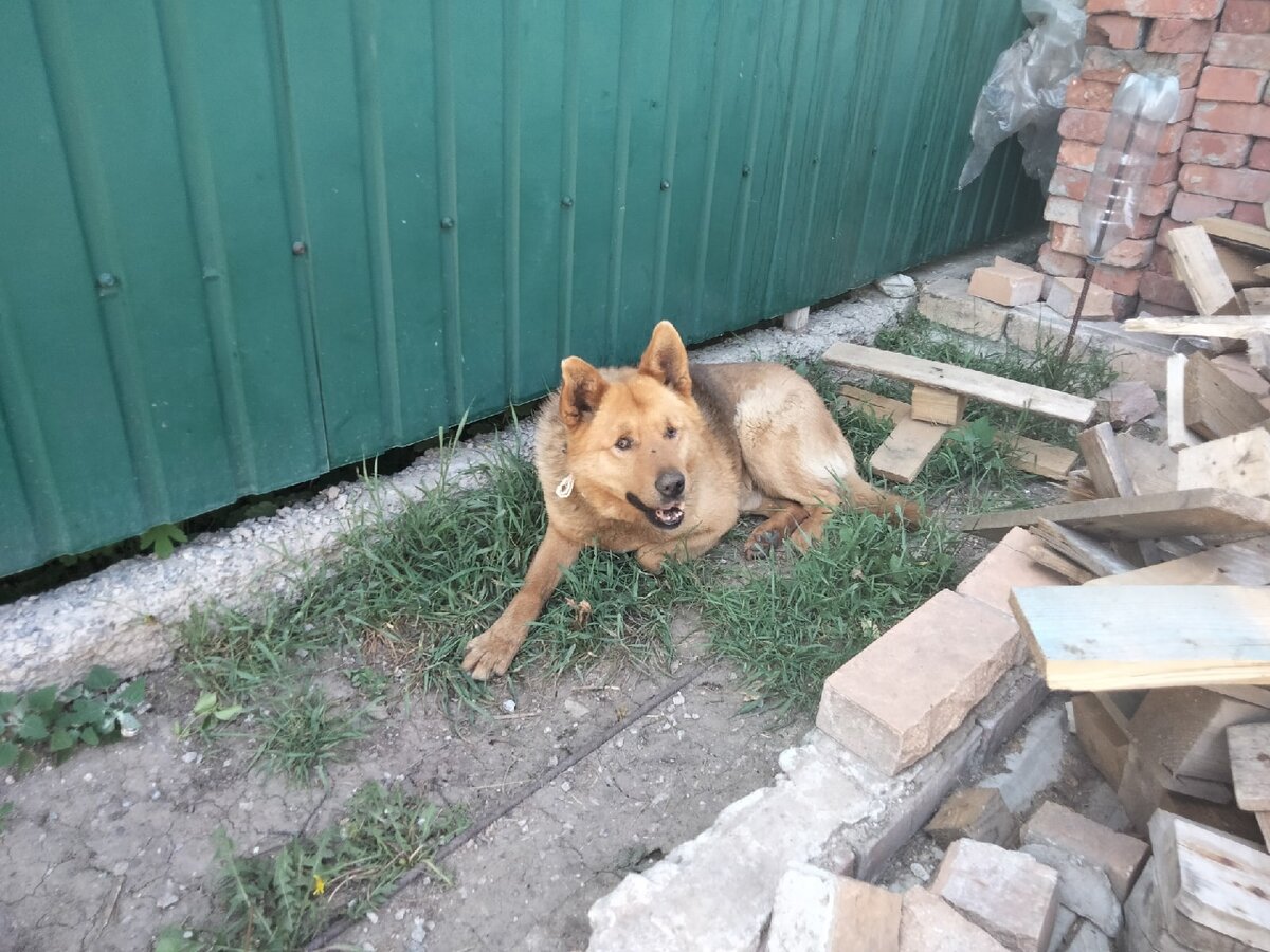 Обо всем понемногу: жара в селе, обстановка в городе, отсутствие воды и  хвостики приюта | Блог #Мими_кися | Дзен