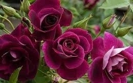 Бургунди Айс 