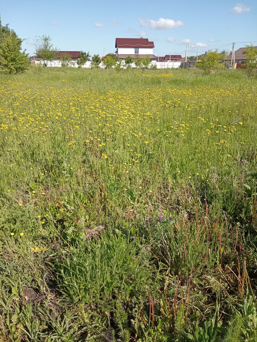 Приблизительно такой. Это соседний пустой участок. 
