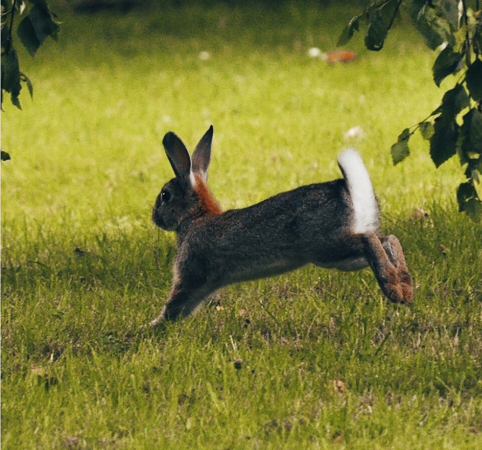 Зайцы бегали в лесу. Заяц бежит. Заяц в прыжке. Кролик прыгает. Кролик в прыжке.