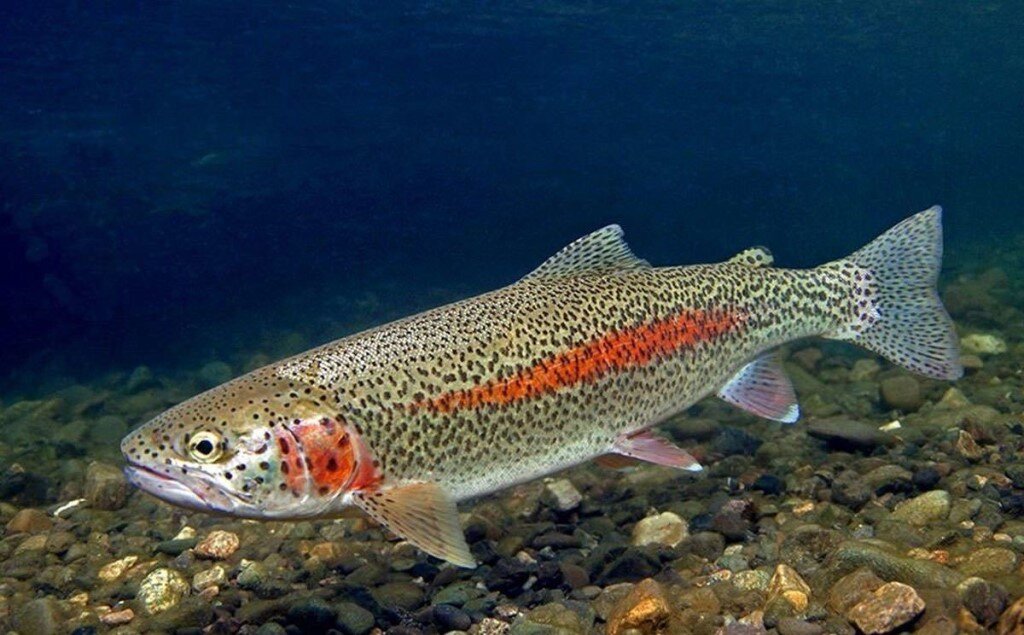 Микижа-радужная форель. Фото из открытых источников "Яндекс картинки"
