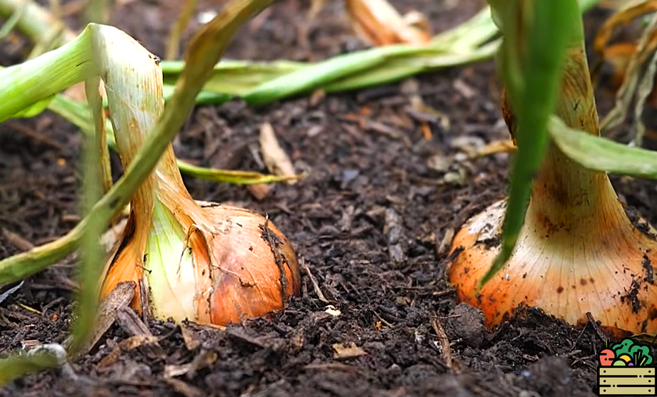 Самые лучшие схемы