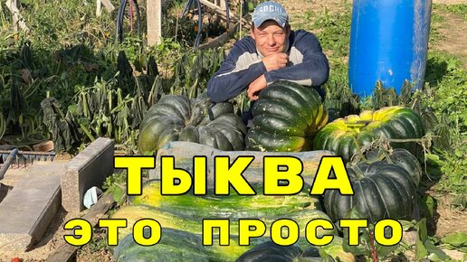 выращивание тыквы это проще пареной репы, мой рекорд 132 кг. вес одной тыквы