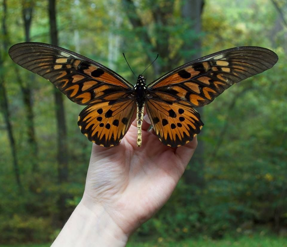 Название самых красивых бабочек. Парусник Антимах бабочка. Папилио антимахус бабочка. Бабочка Урания Мадагаскарская. Парусник Антимах ядовитая бабочка.
