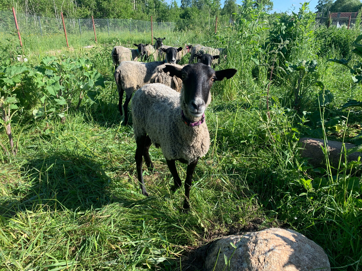 Наши овечки